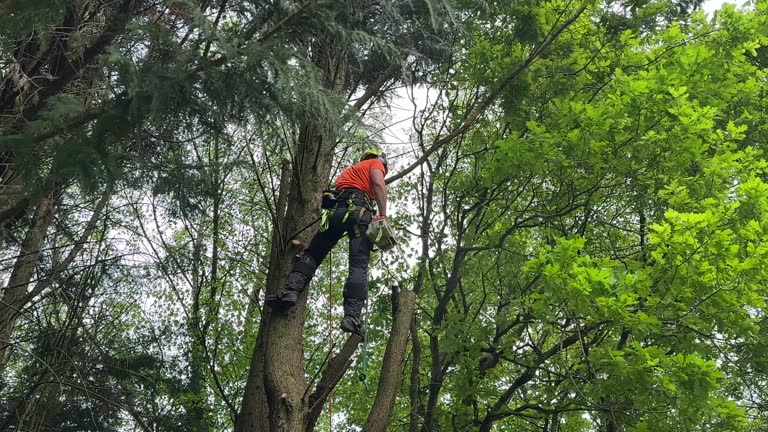 Brewster, NY  Tree Services Company